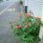 歩道の花