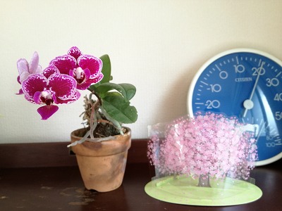 胡蝶蘭と桜木のオブジェの画像