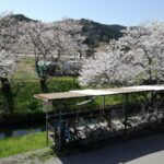 ＪＲ波川駅の桜