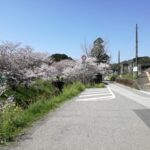 ＪＲ波川駅の桜