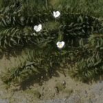 藻の花